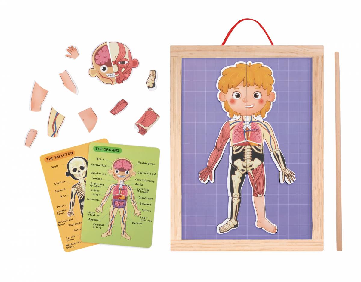 Jucarie Educativa Anatomie Tabla Magnetica Corpul Uman pentru Copii